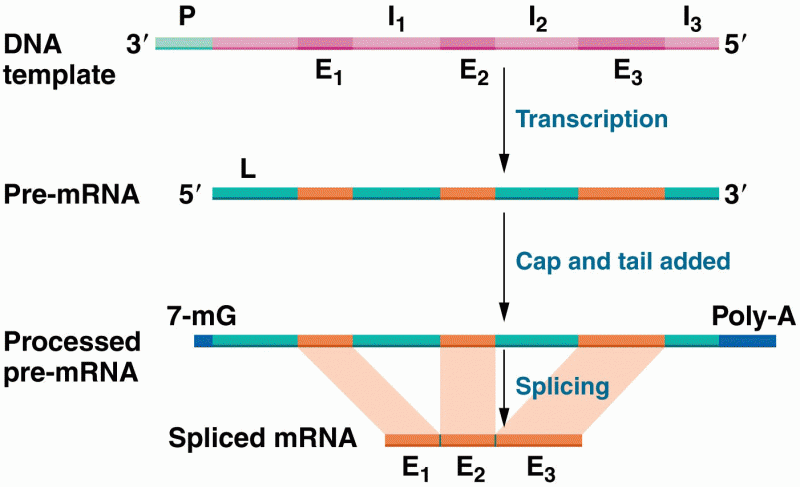 Posttranscriptional RNA processing in eukaryotes