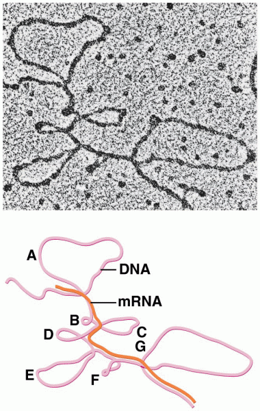 An electron micrograph and an interpretive drawing of the hybrid molecule