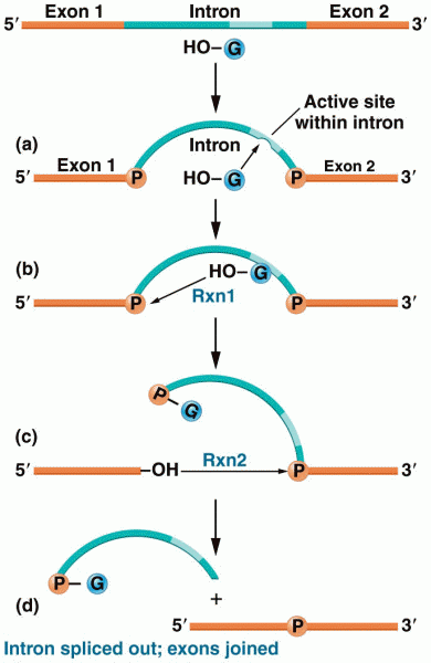 Splicing mechanism for removal of group I introns