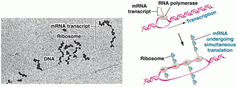 Electron micrograph and interpretive drawing of simultaneous transcription of genes in E. coli