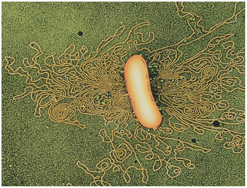Electron micrograph of the bacterium Escherichia coli