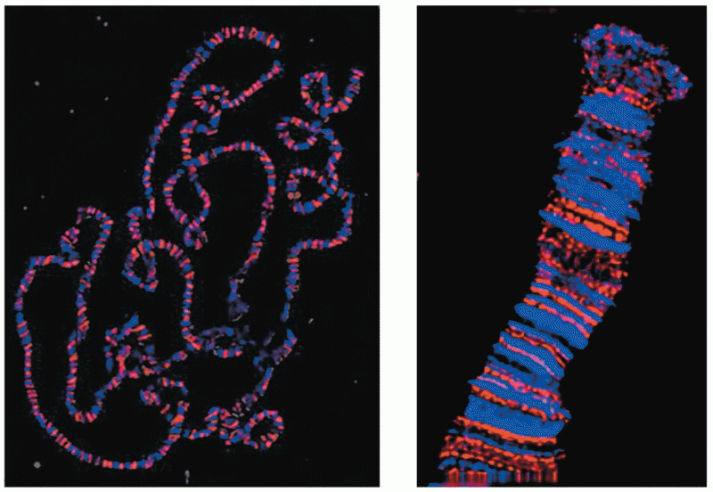 Polytene chromosomes derived from larval salivary gland cells of Drosophila