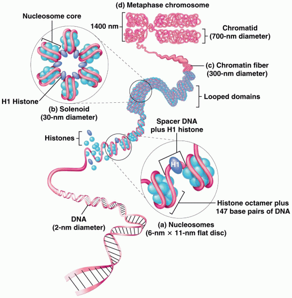 General model of the association of histones and DNA to form nucleosomes