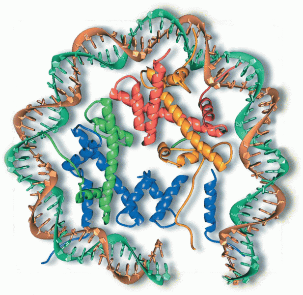 The nucleosome core particle derived from X-ray crystal analysis 