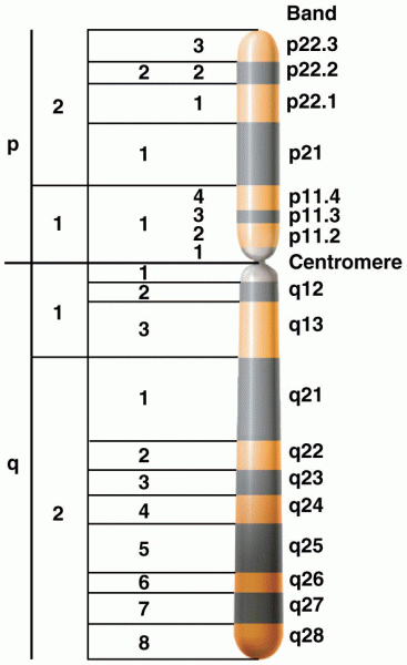 The regions of the human X chromosome distinguished by its banding pattern