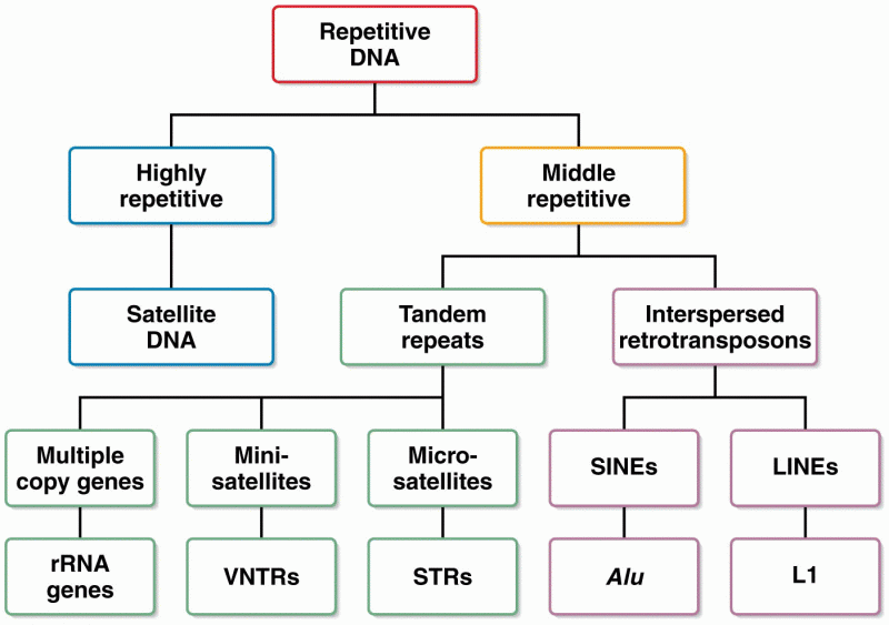 An overview of the various categories of repetitive DNA