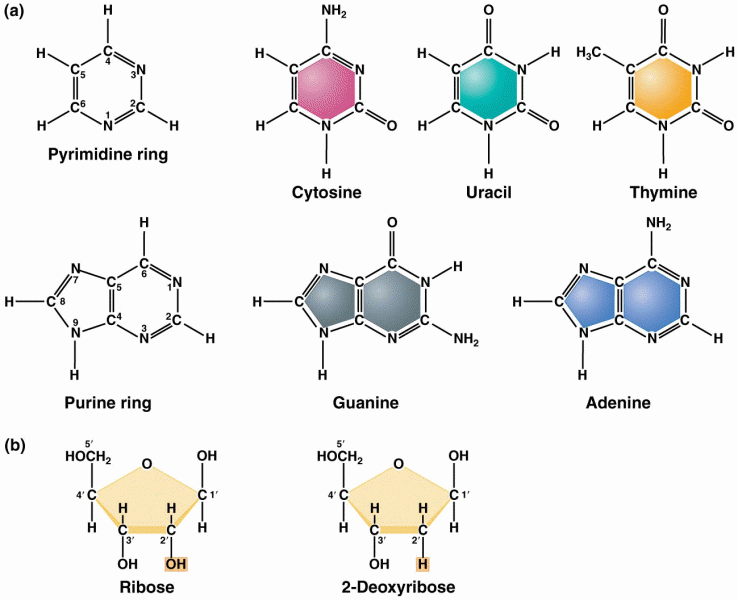 Chemical structures of the pyrimidines and purines