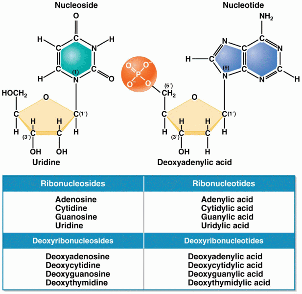 Structures and names of the nucleosides and nucleotides of RNA and DNA