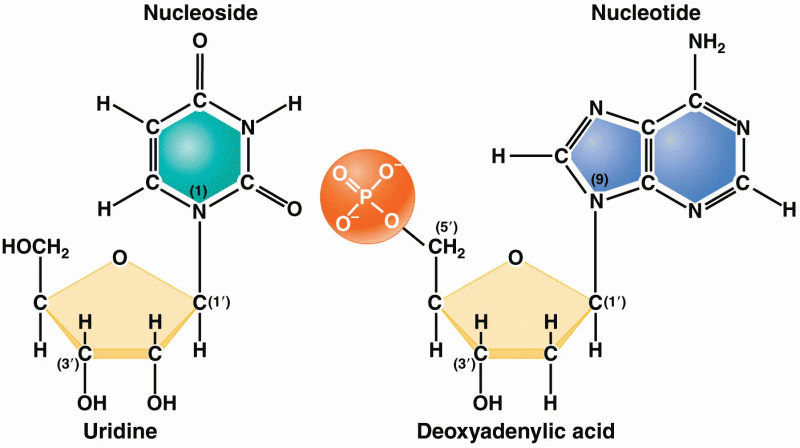 Structures and names of the nucleosides and nucleotides of RNA and DNA