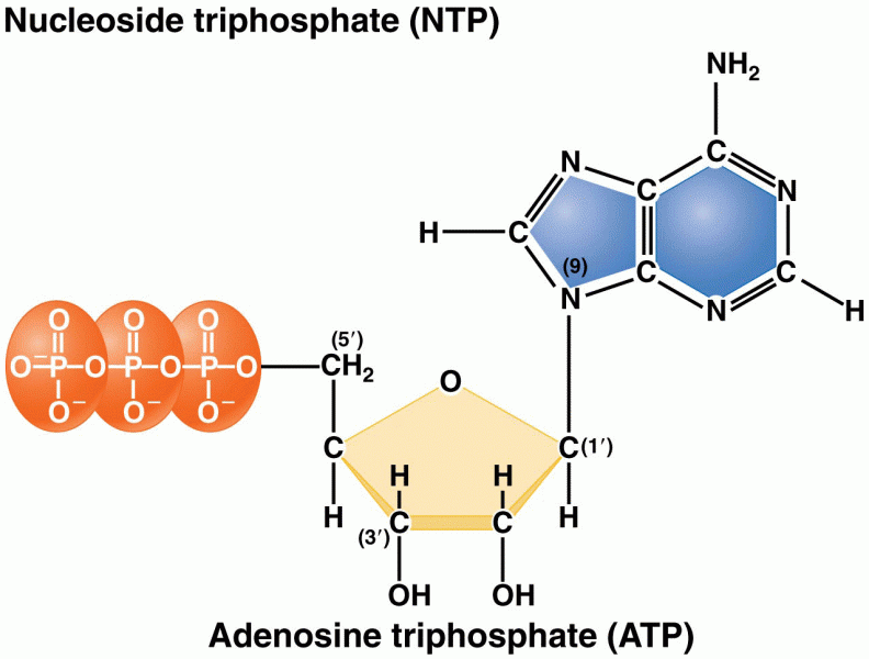Structures of nucleoside diphosphates and triphosphates