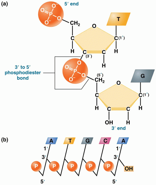 Linkage of two nucleotides by the formation