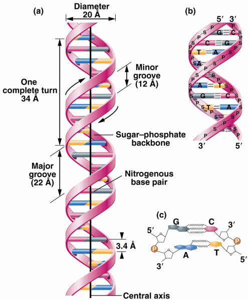 The DNA double helix as proposed by Watson and Crick