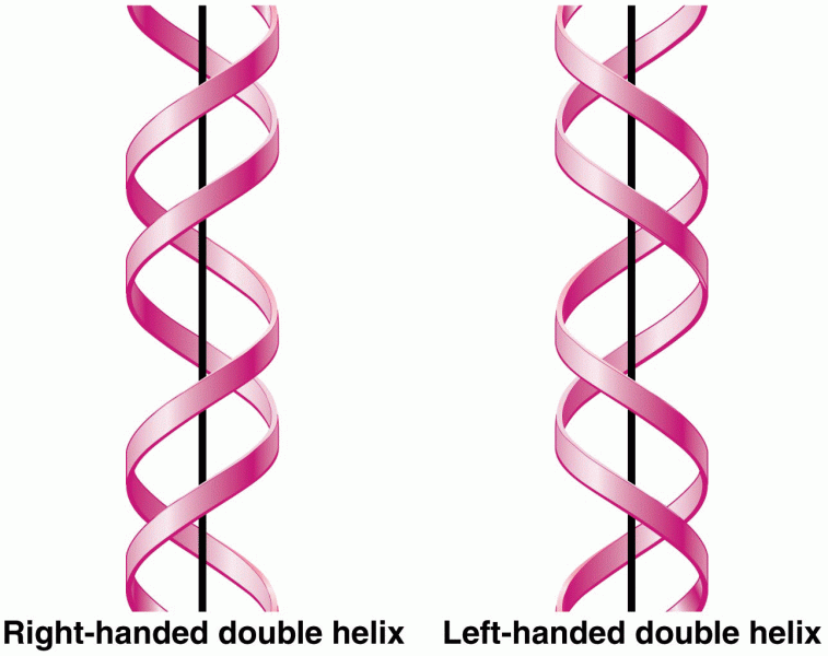 The right- and left-handed helical forms of DNA