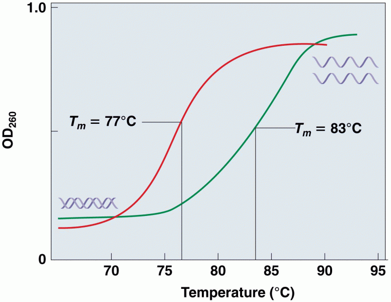 A melting profile shows the increase in UV absorption versus temperature