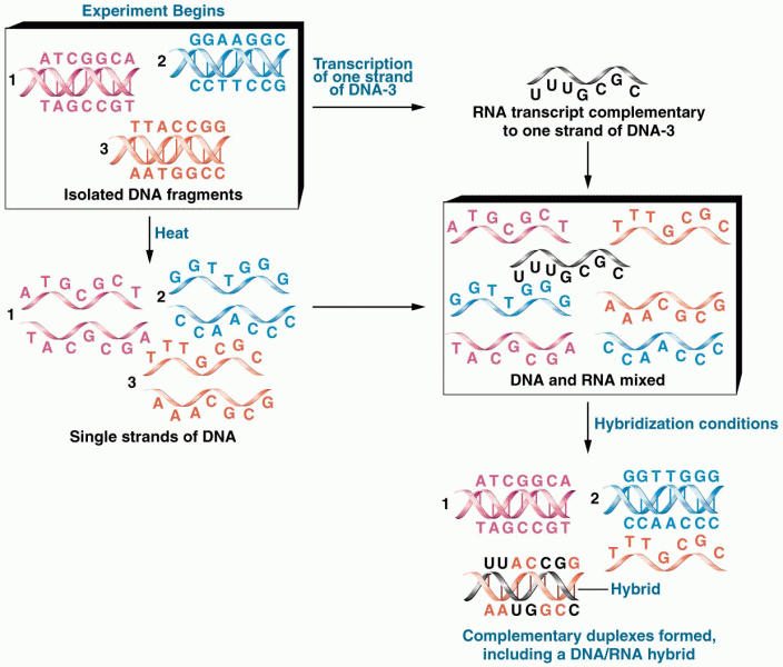 Diagrammatic representation of the process of molecular hybridization 