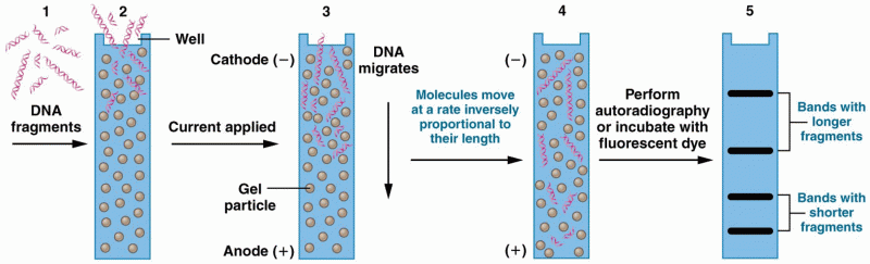 Electrophoretic separation of a mixture of DNA fragments that vary in length