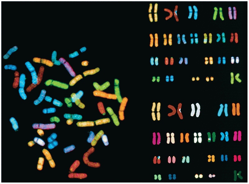 Opener Spectral karyotyping of human chromosomes