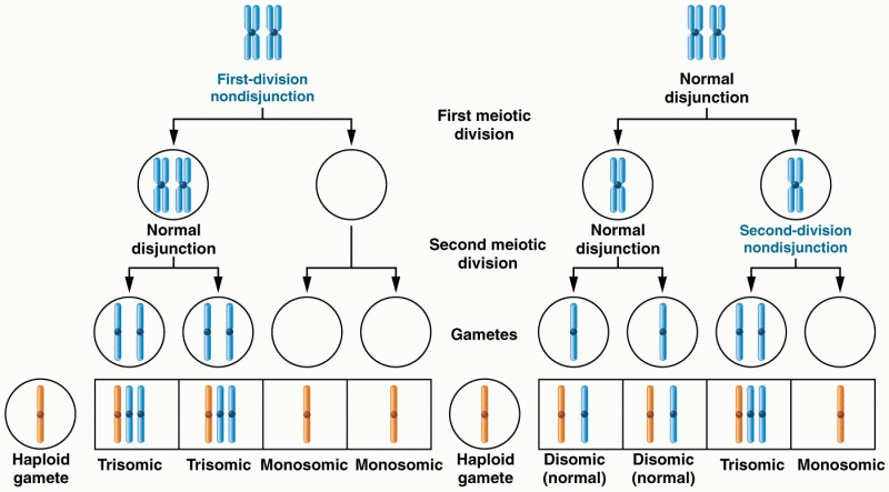 Nondisjunction during the first and second meiotic divisions
