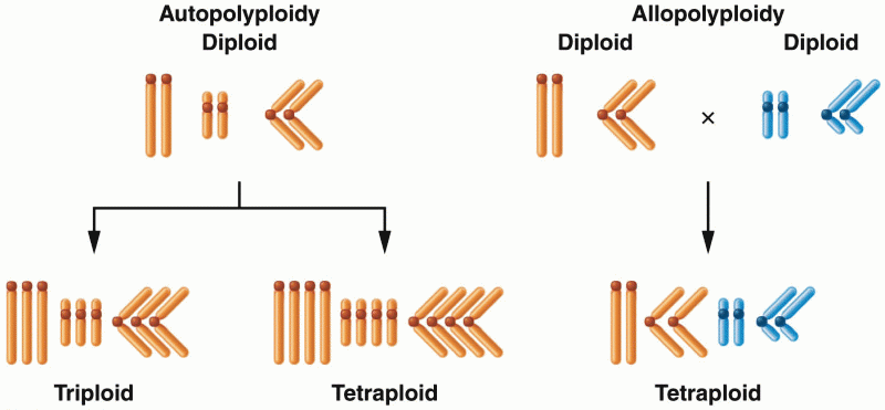 Contrasting chromosome origins of an autopolyploid versus an allopolyploid