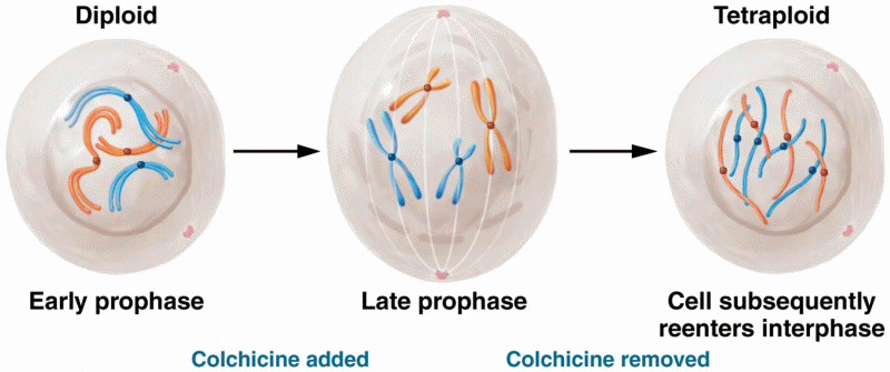 The potential involvement of colchicine in doubling the chromosome number