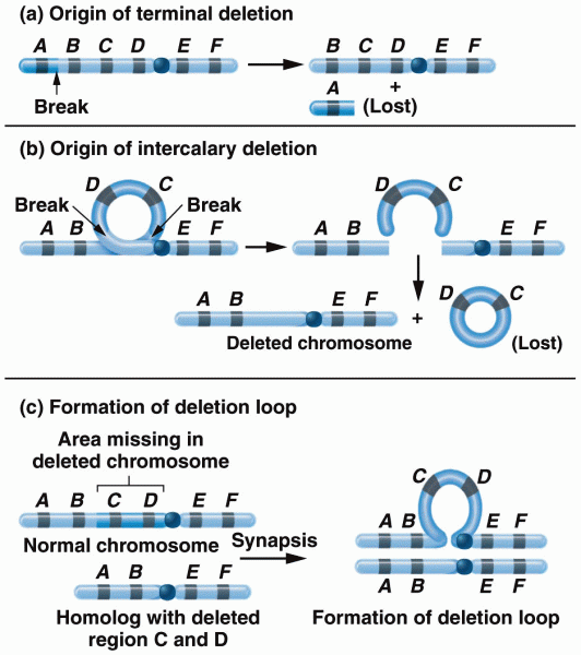 Origins of (a) a terminal and (b) an intercalary deletion
