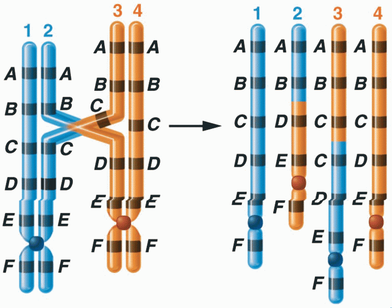 The origin of duplicated and deficient regions of chromosomes 