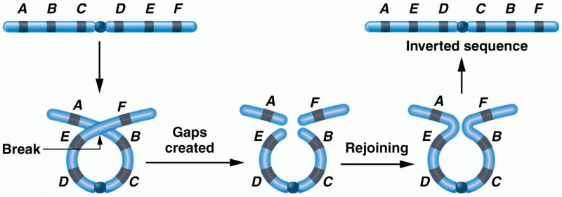 One possible origin of a pericentric inversion