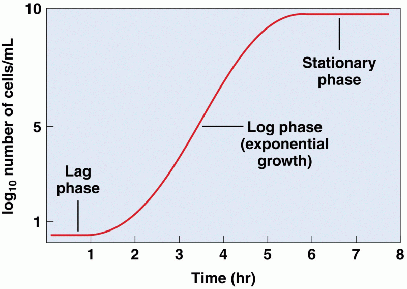 Typical bacterial population growth curve showing the initial lag phase