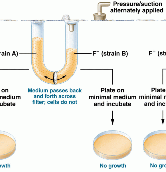 When strain A and strain B auxotrophs are grown in a common medium