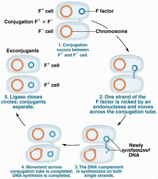 In F- F+ mating, demonstrating how the recipient F- cell is converted to F+