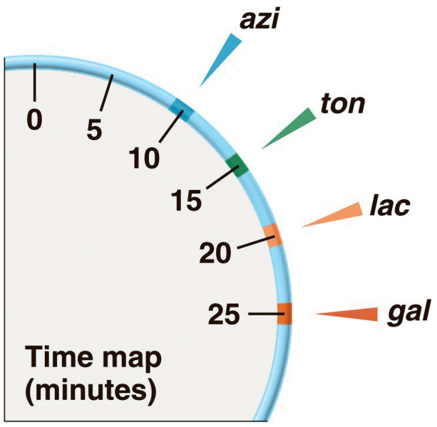 A time map of the genes studied in the experiment