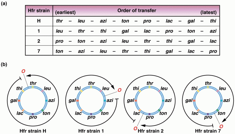 The order of gene transfer in four Hfr strains