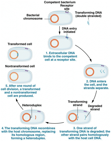 Proposed steps for transformation of a bacterial cell by exogenous DNA
