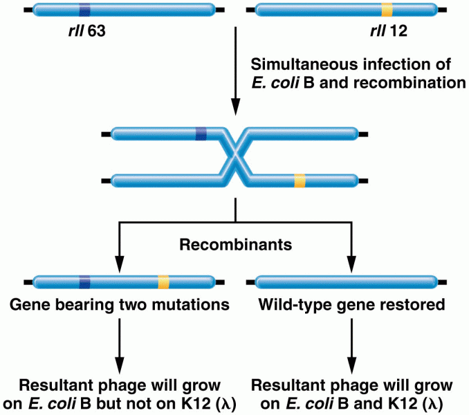 Ilustration of intragenic recombination between two mutations