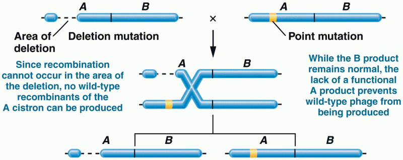 Demonstration that recombination between a phage chromosome