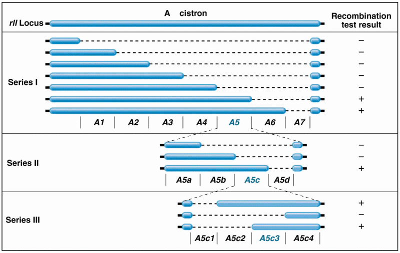 Three series of overlapping deletions in the A cistron of the rII locus