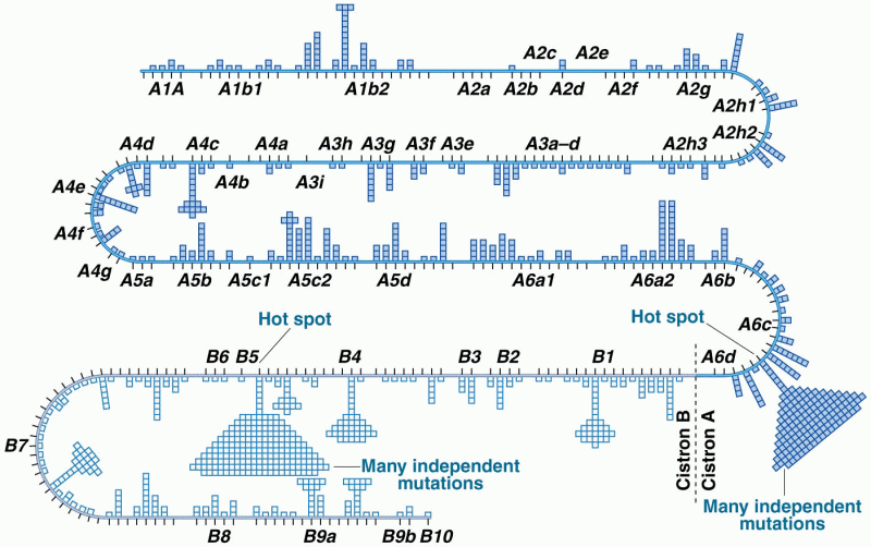 A partial map of mutations in the A and B cistrons of the rII locus of phage T4