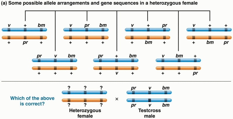 Some possible allele arrangements and gene sequences in a heterozygous female