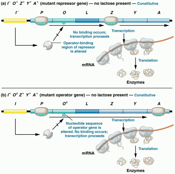 The response of the lac operon in the absence of lactose