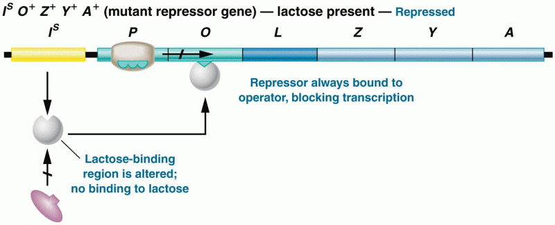 The response of the lac operon in the presence of lactose in a cell bearing the IS mutation