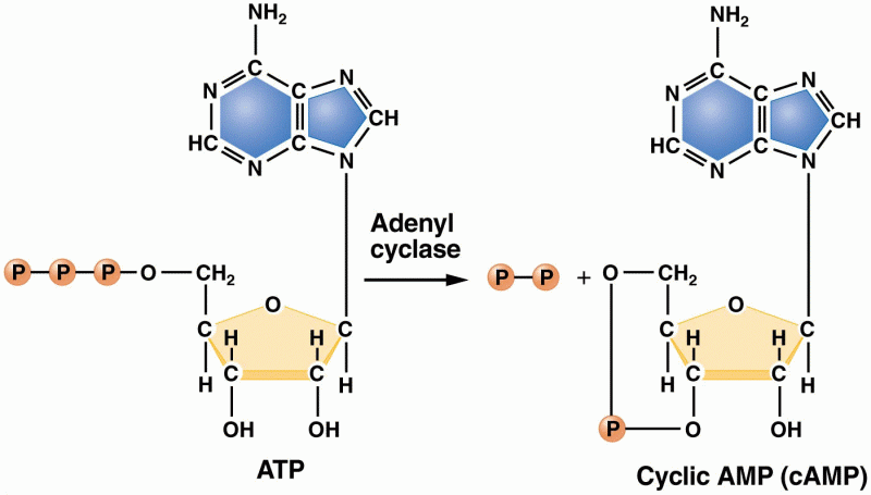 The formation of cAMP from ATP, catalyzed by adenyl cyclase