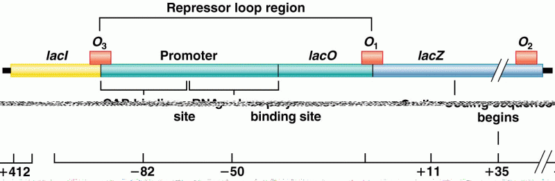 Regions involved in the control of genetic expression of the lac operon