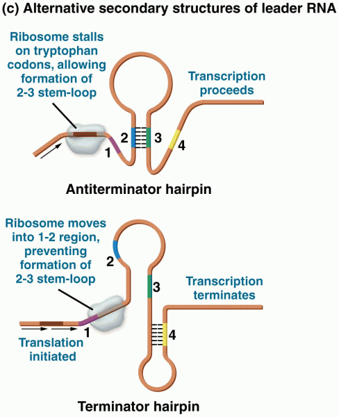 The attenuation model regulating the tryptophan operon