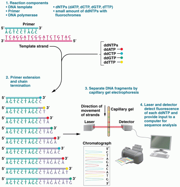 Computer-automated DNA sequencing using the chain-termination (Sanger) method