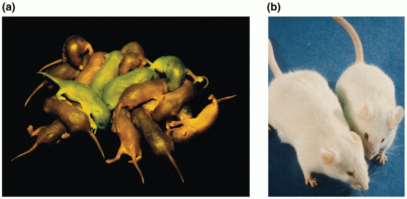 Examples of transgenic animals