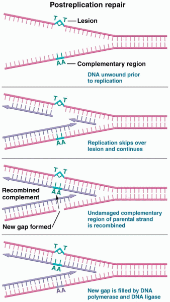 Postreplication repair occurs if DNA replication