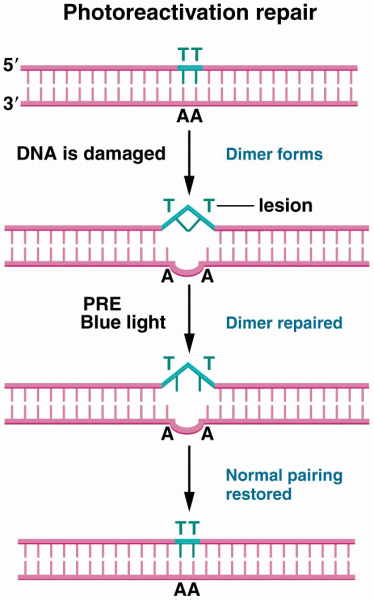 Damaged DNA repaired by photoreactivation repair