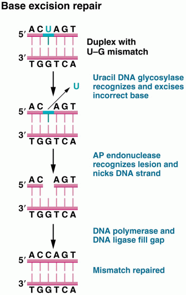 Base excision repair (BER) accomplished by uracil DNA glycosylase