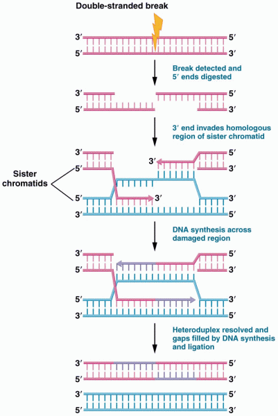 Steps in homologous recombination repair of double-stranded breaks