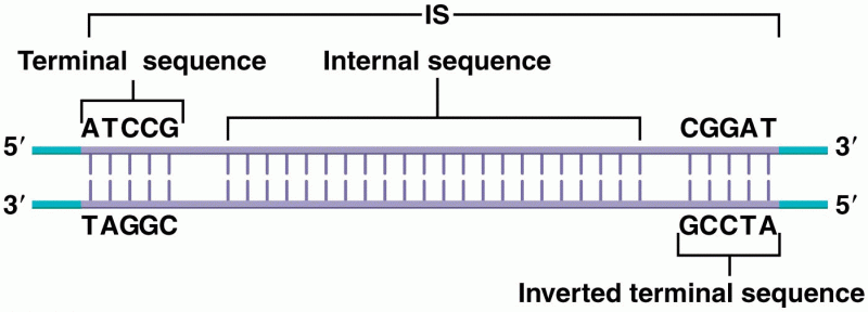 An insertion sequence (IS), shown in purple